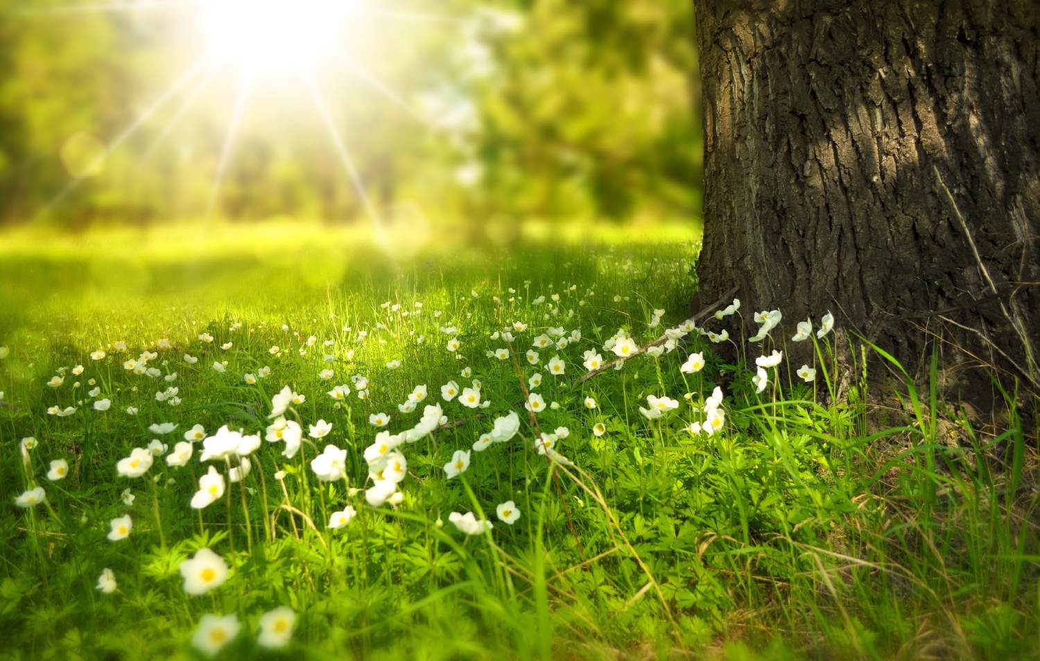 Flowers meadow with a bright sun